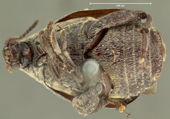 Media type: image;   Entomology 33943 Aspect: habitus ventral view